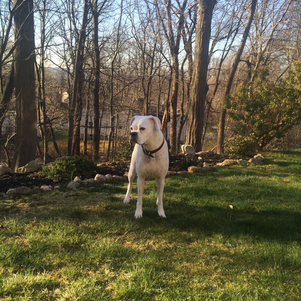 J&M Dog Training LLC's Photo