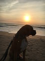 Love Fur Four Pet Services's Photo