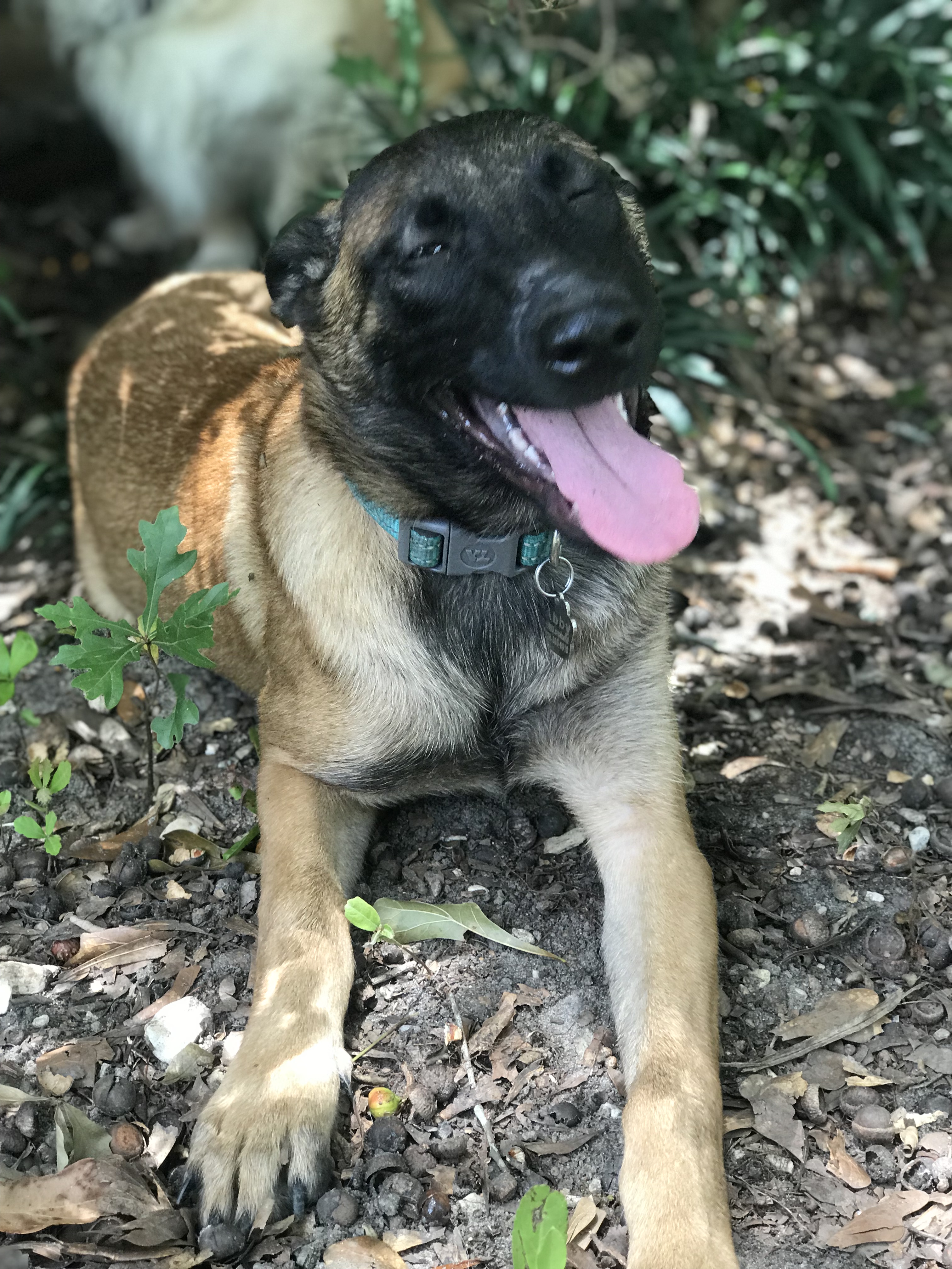 The Pack Pet Care's Photo