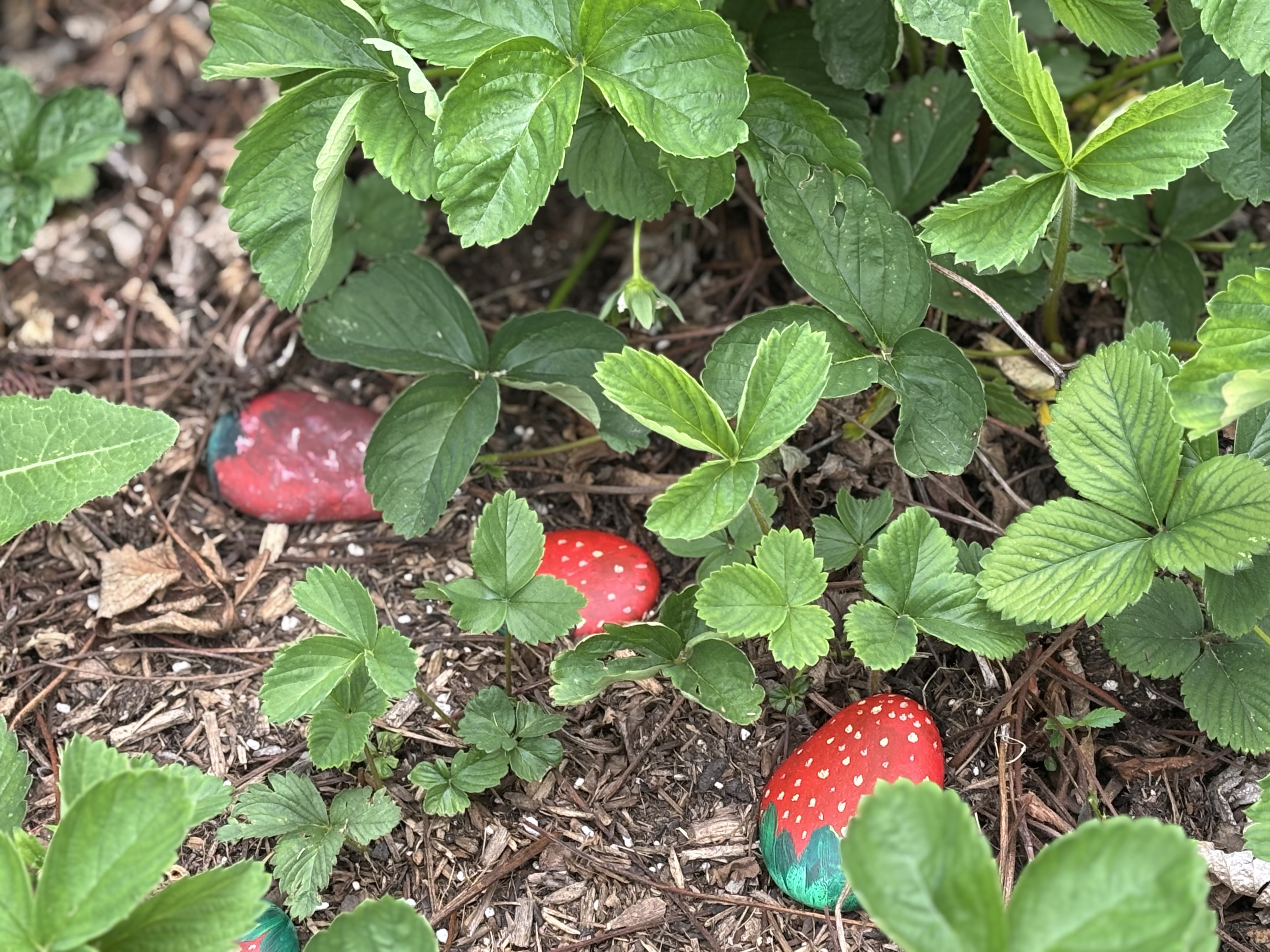 Wood Violet Montessori's Photo