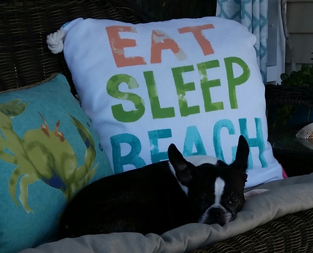 Darling Daisy's Pet-sitting's Photo