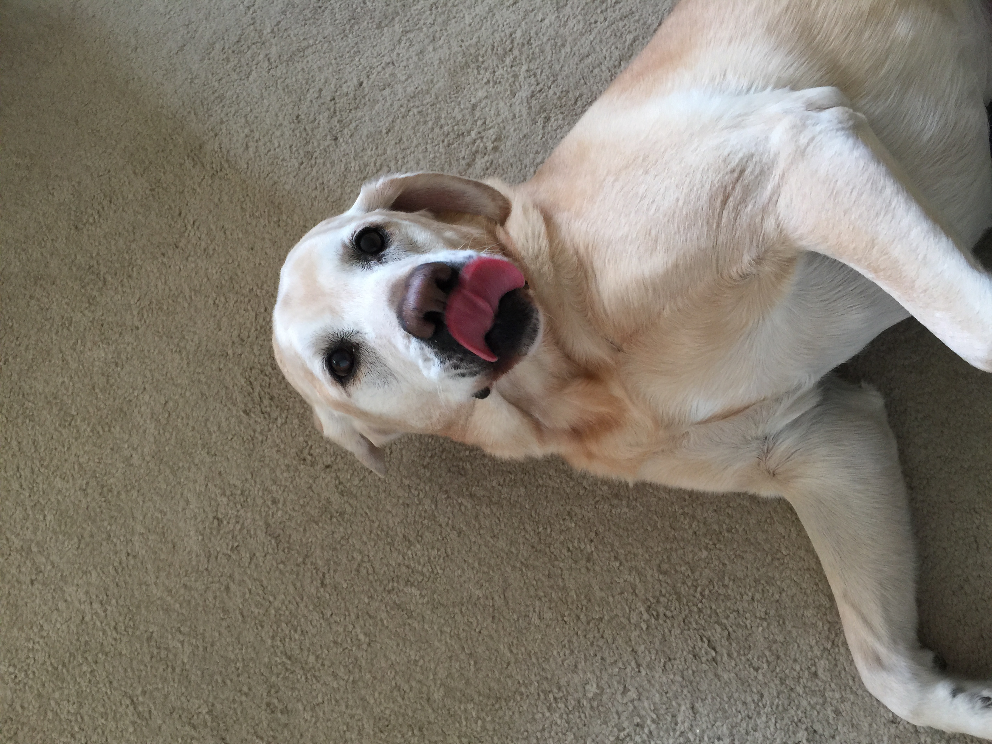 Dog 'N' Butterfly's Photo