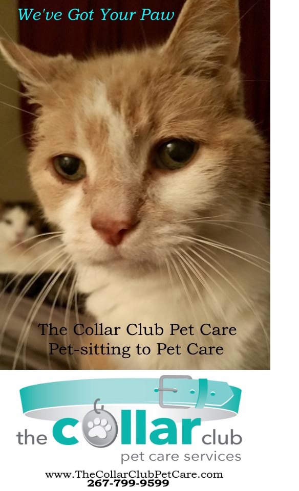 The Collar Club Pet Care's Photo