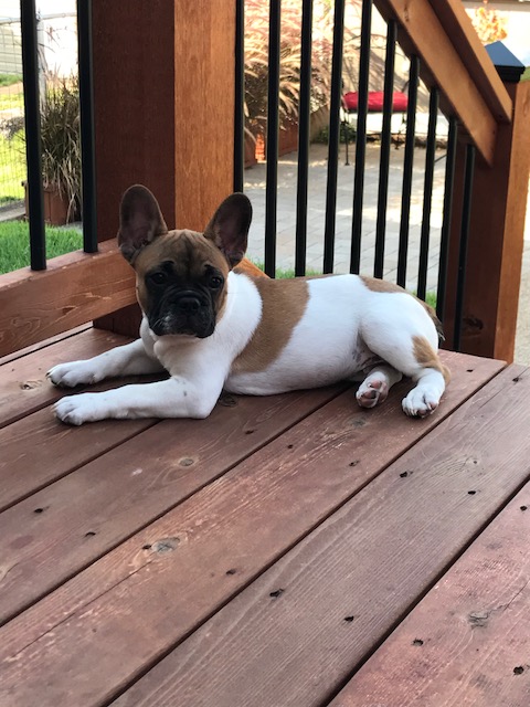 Stl Critters And Creatures Care Logo