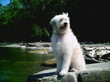 Lake County Dog Walkers & Pet-Sitting Services