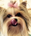 Annie's Purple Pet Services