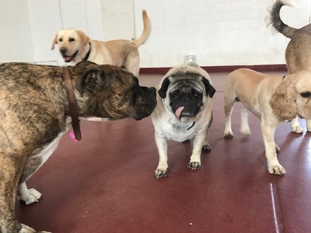 Got Woof? - Doggie Playground & Boarding