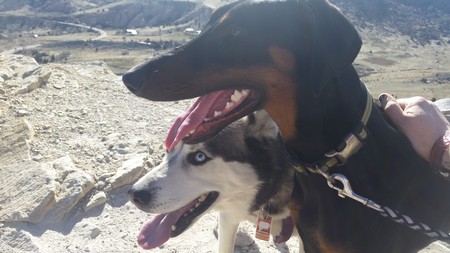 Golden Whiskers Pet Sitting and Dog Adventures's Photo