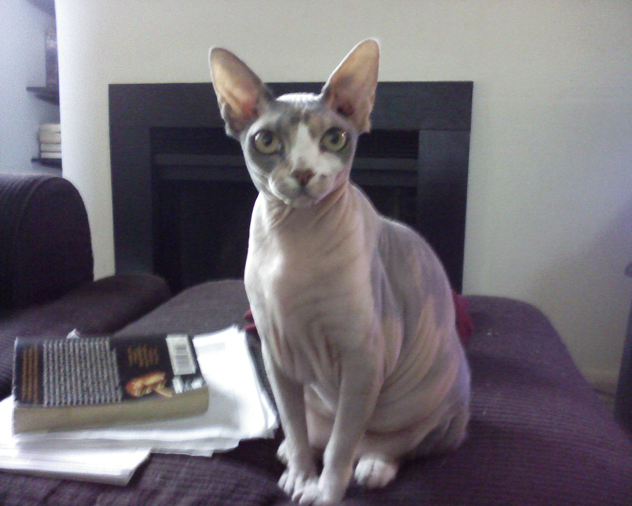 Pet Pals NJ LLC's Photo