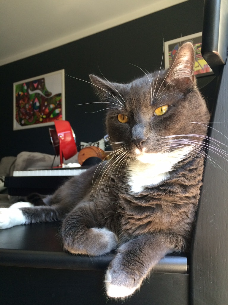 Monic's Pet Services's Photo