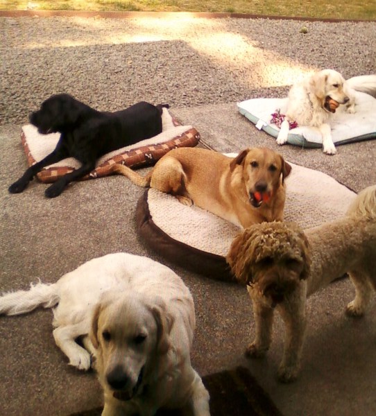 Unleashed Dog Boarding's Photo