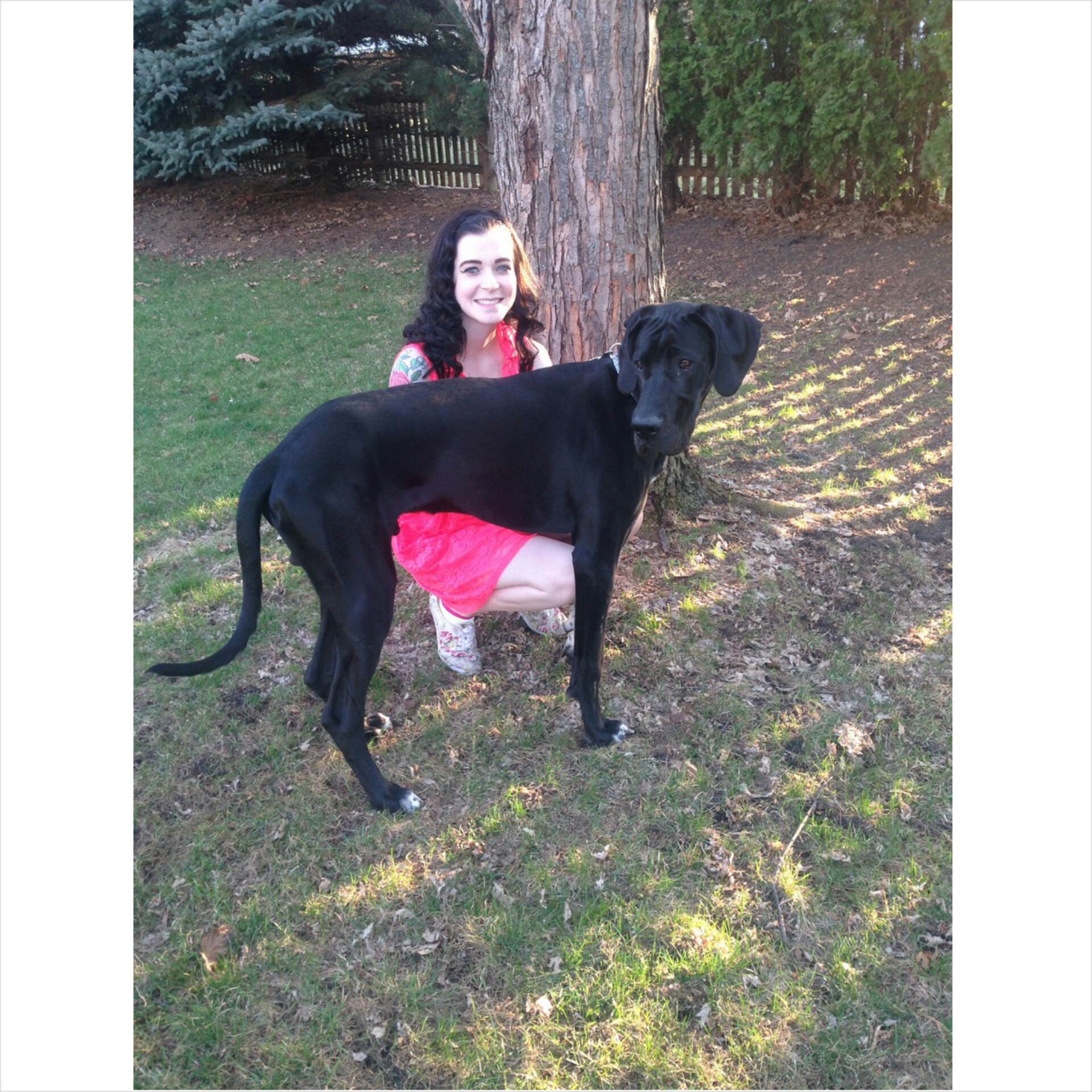 Walk n' Wag Dog Walking & Pet Sitting's Photo