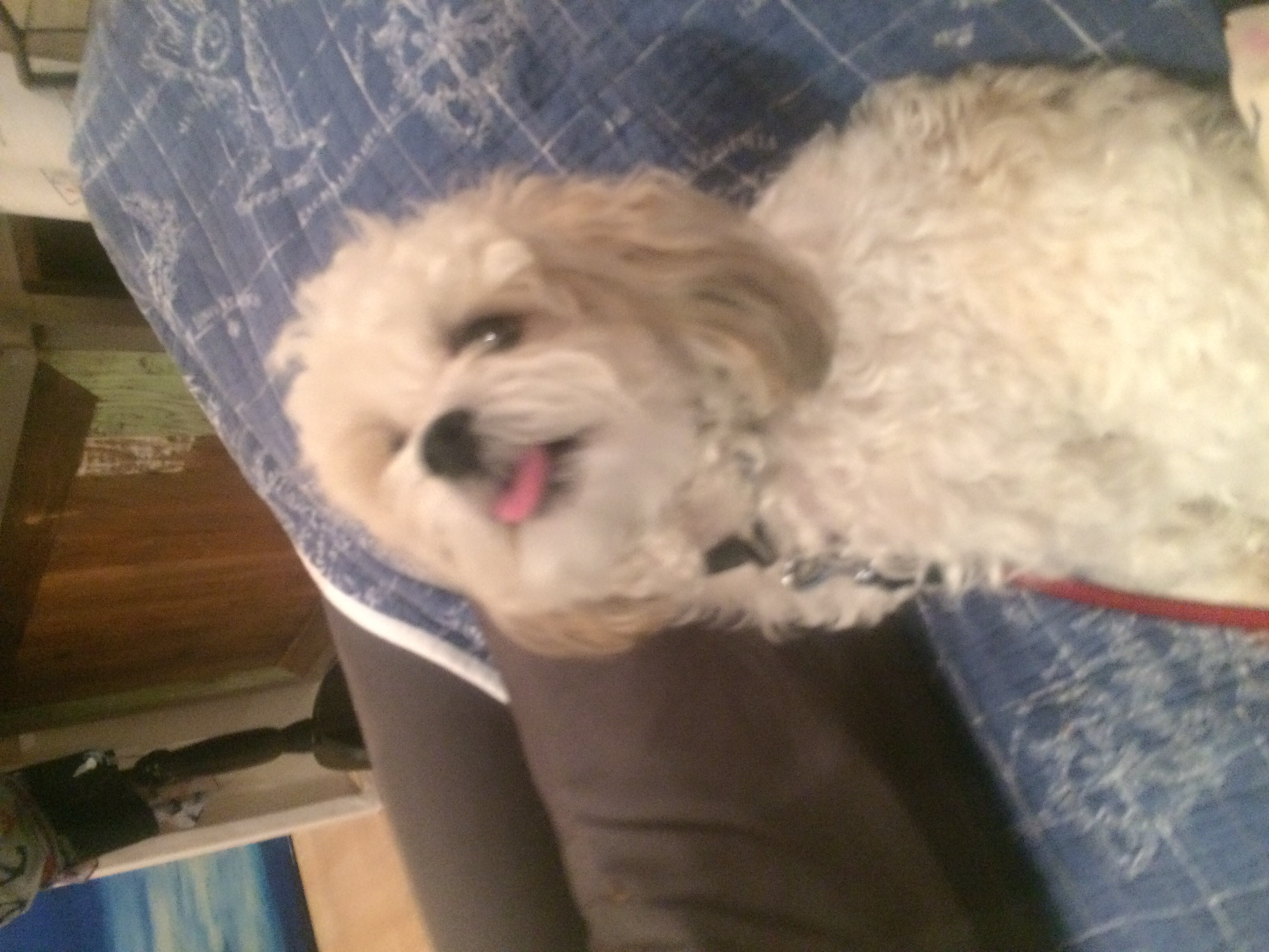 Signature Paw Spa's Photo