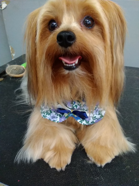 Doggie day spa's Photo