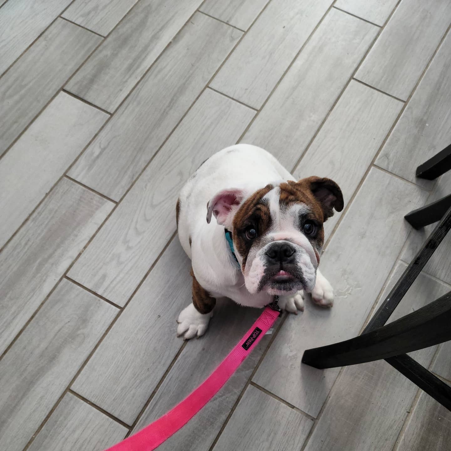 K-9 Companion Pet Services's Photo