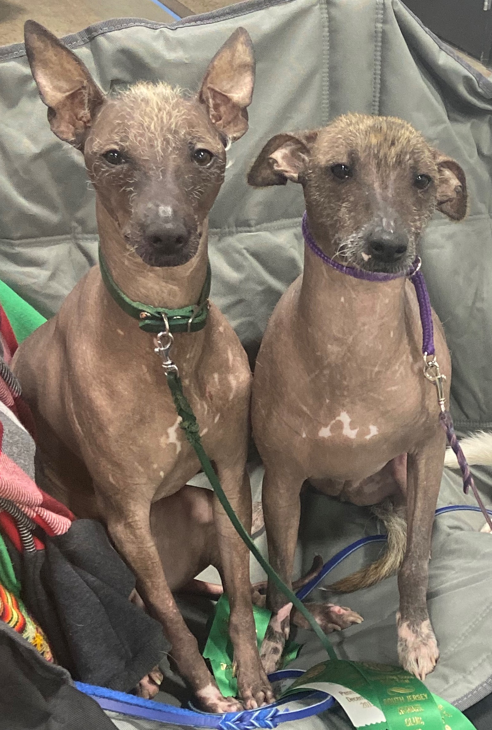 Keyrak Dog Club's Photo