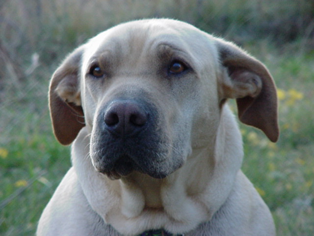 Walking Tall Pet Care's Photo