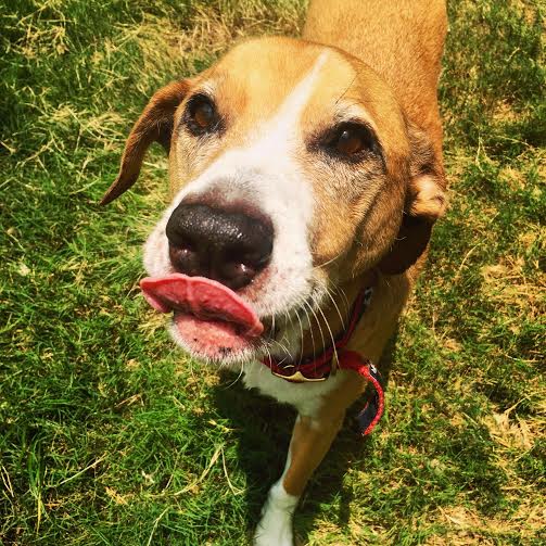 Mutts Movement's Photo