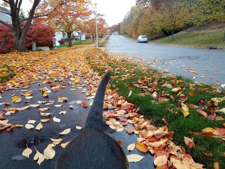 EE Dog Walking's Photo