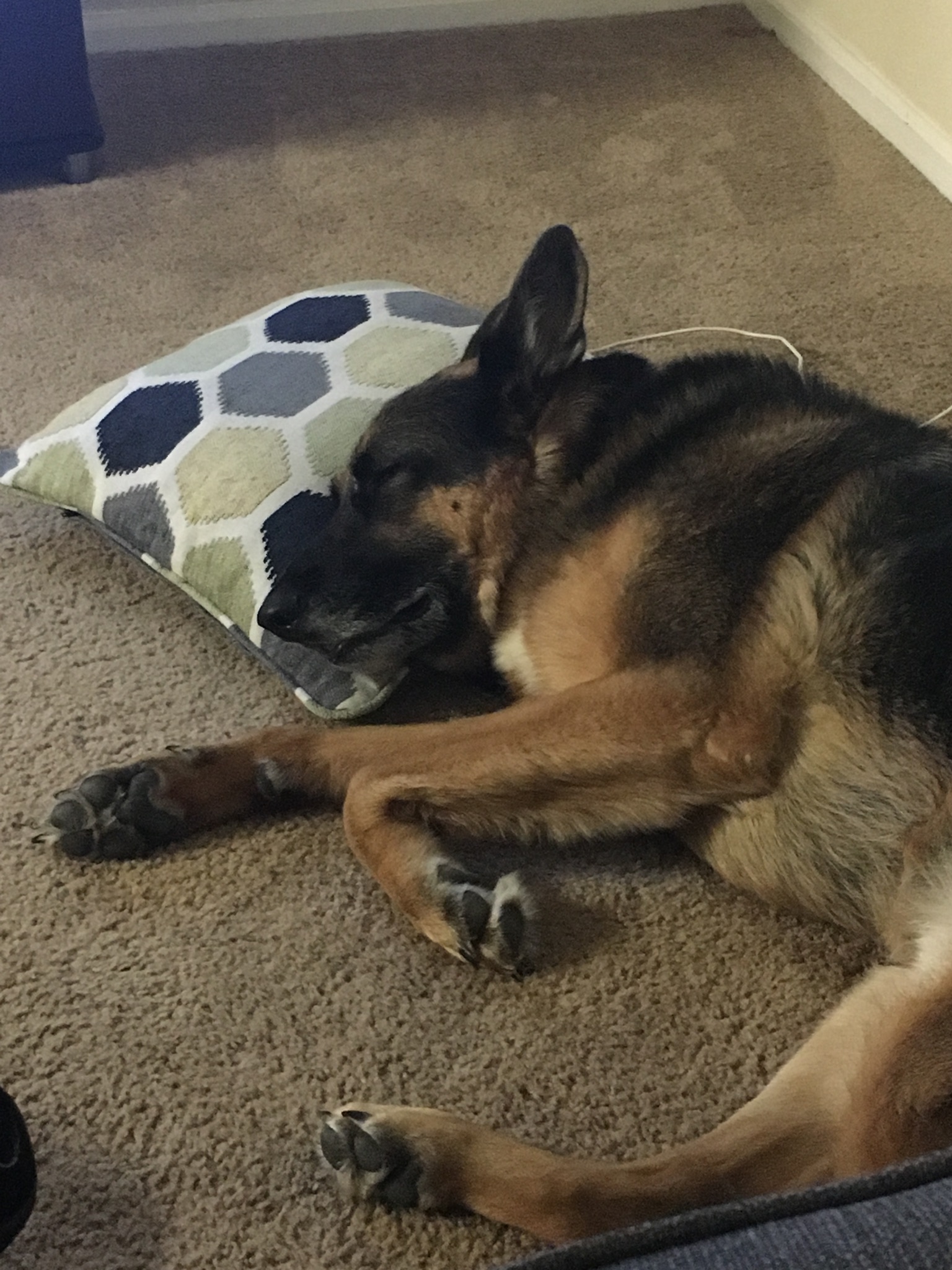 Paws Day Out's Photo