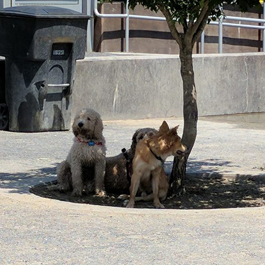 The Sugar Doggies's Photo