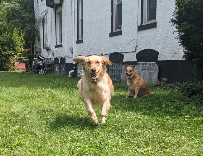 Pet Care Companion's Photo