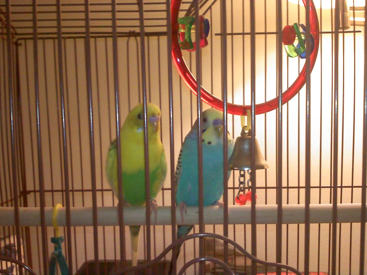 Furry Friends Family Pet Sitters's Photo