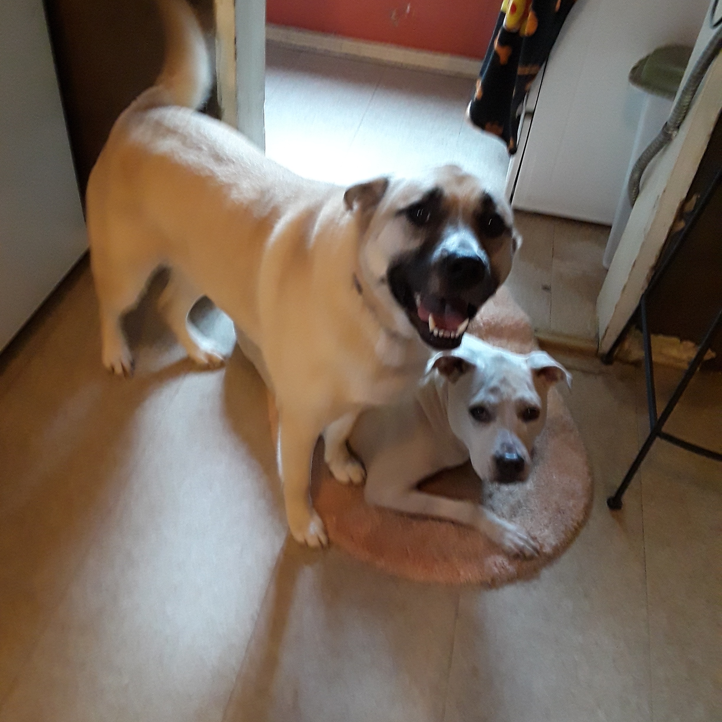 Just Like Home Boarding's Photo