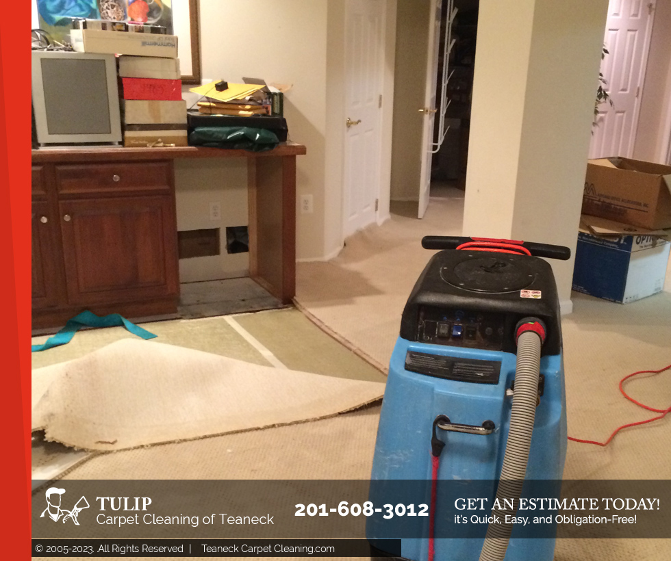 Tulip Carpet Cleaning of Teaneck's Photo