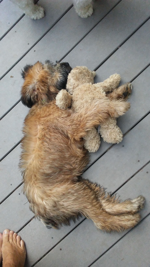 The Puppy Shack Inc.'s Photo