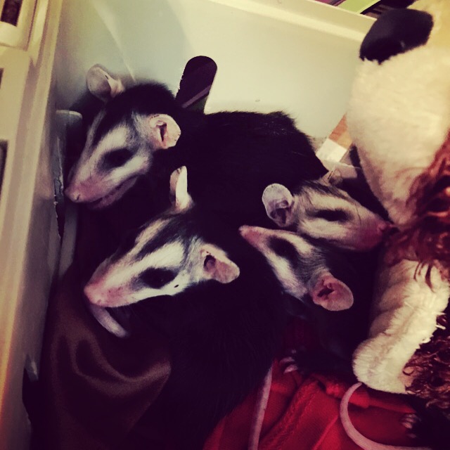 PetsFirst Pet Sitting Services's Photo