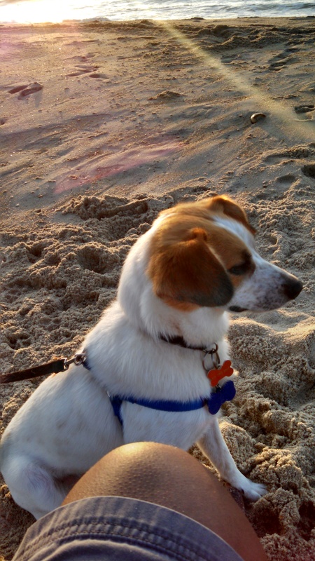 Master PBL Pet Sitting Services's Photo