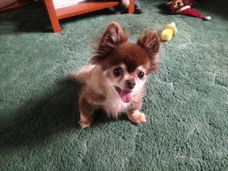 Four Paws Pet Sitting's Photo