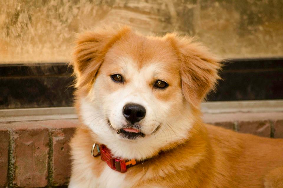 A Time 2 Paws Petsitting LLC's Photo