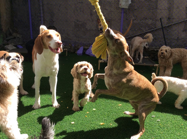 Harlem Doggie Day Spa's Photo