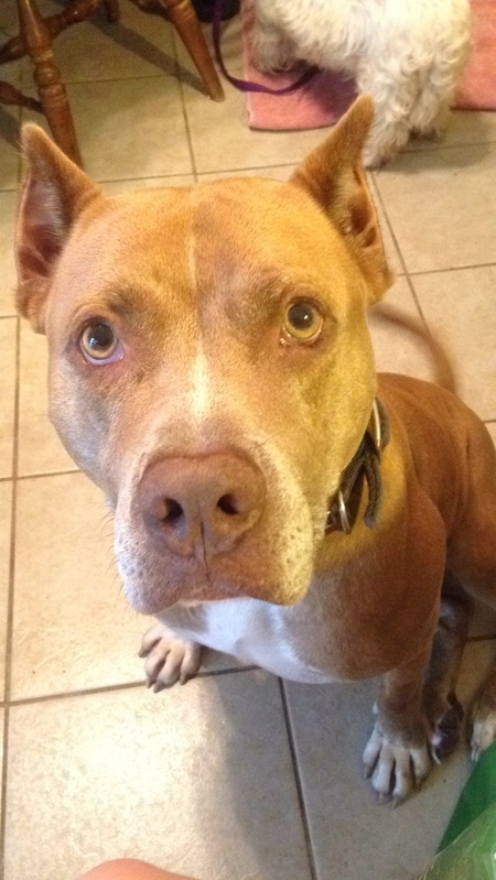 TK Animal Services