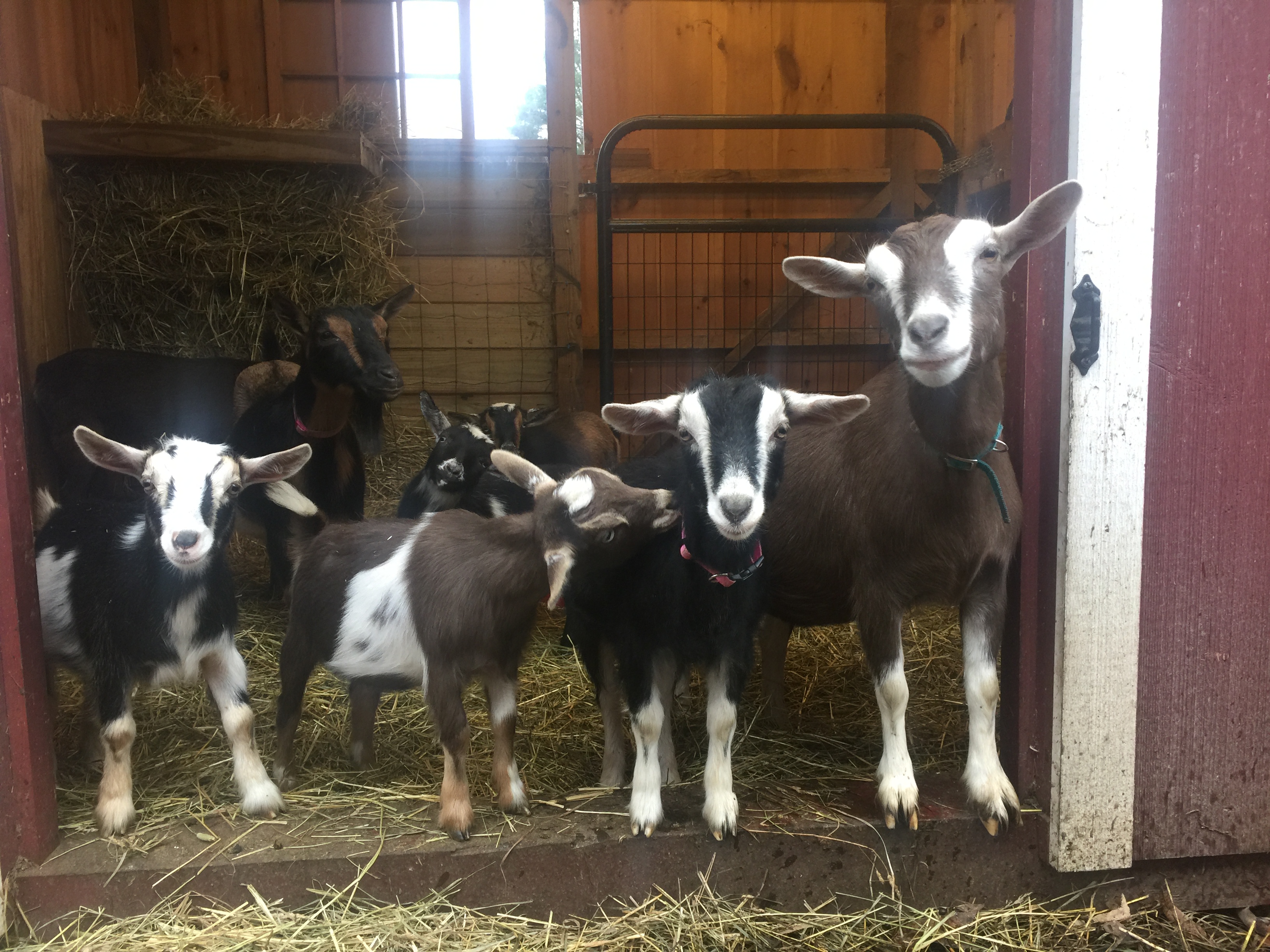 Shellard Skye Ranch LLC. / Farm and Horse Sitting's Photo