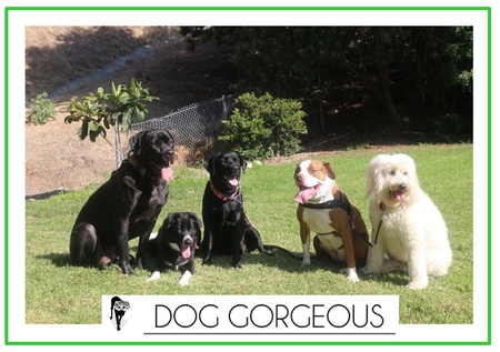 Dog Gorgeous