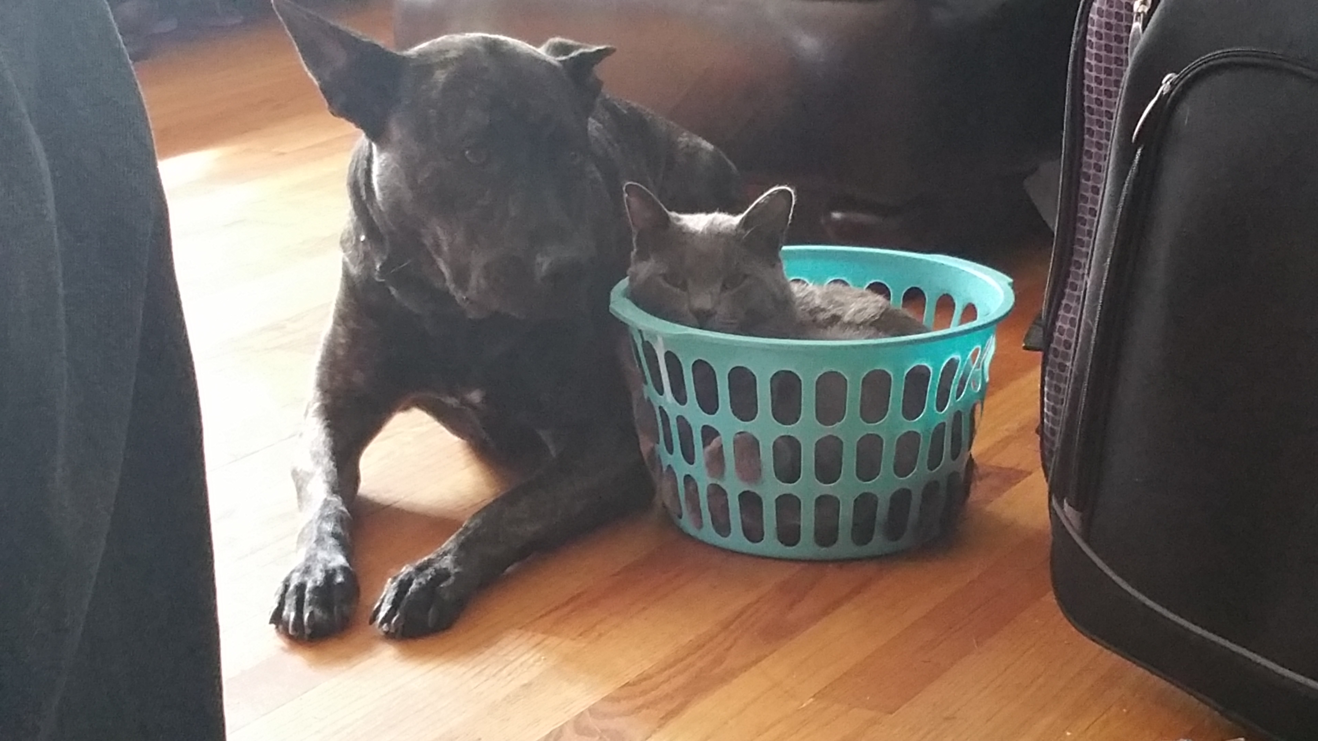 Love Dog Pet Care's Photo