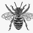Honey Bee Home Care LLC