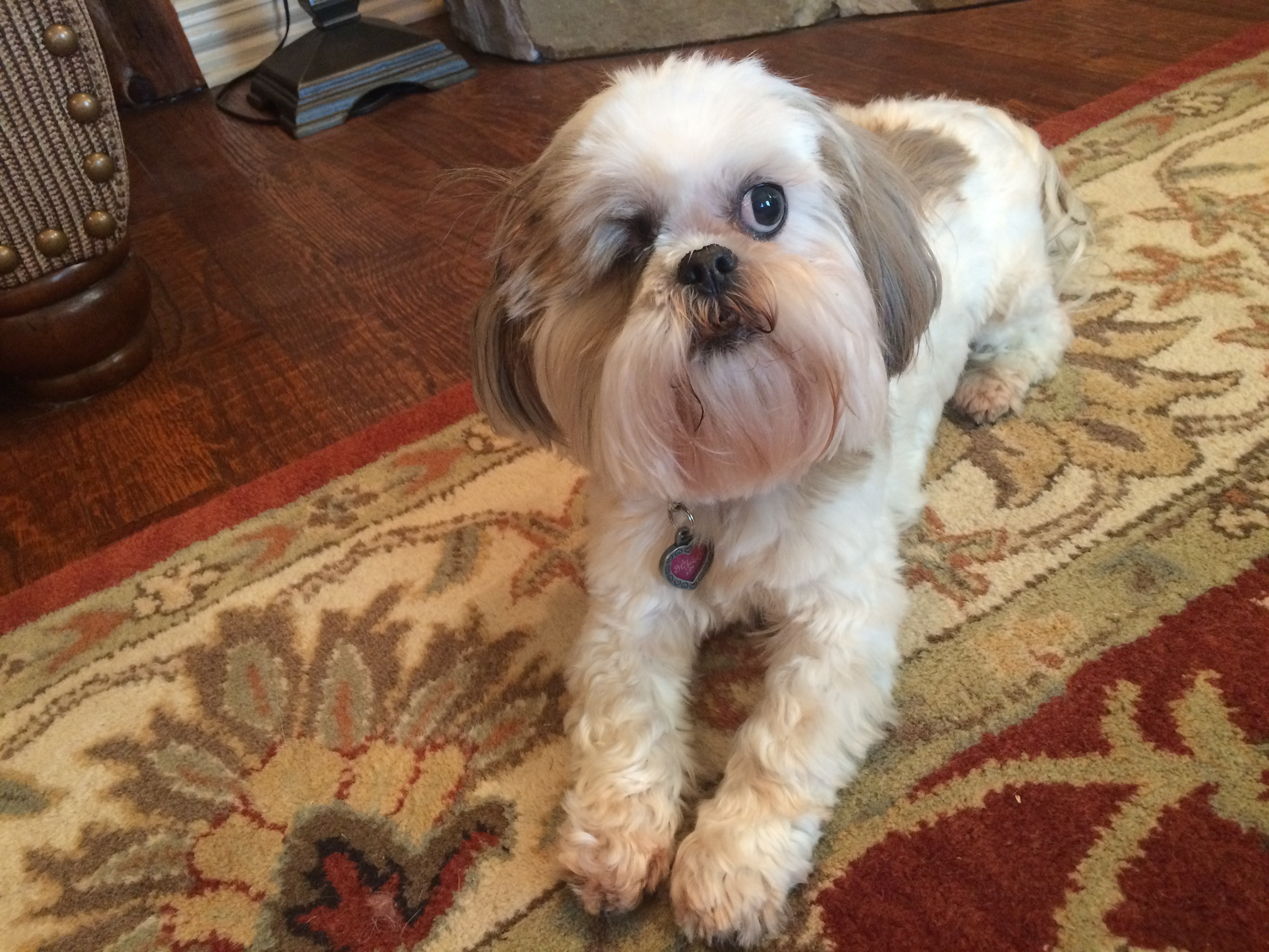 Heady's Pet Services's Photo