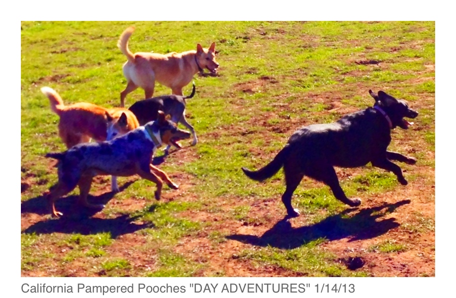 California Pampered Pooches's Photo