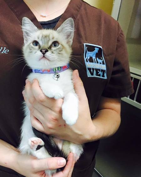 Moorpark Veterinary Hospital's Photo