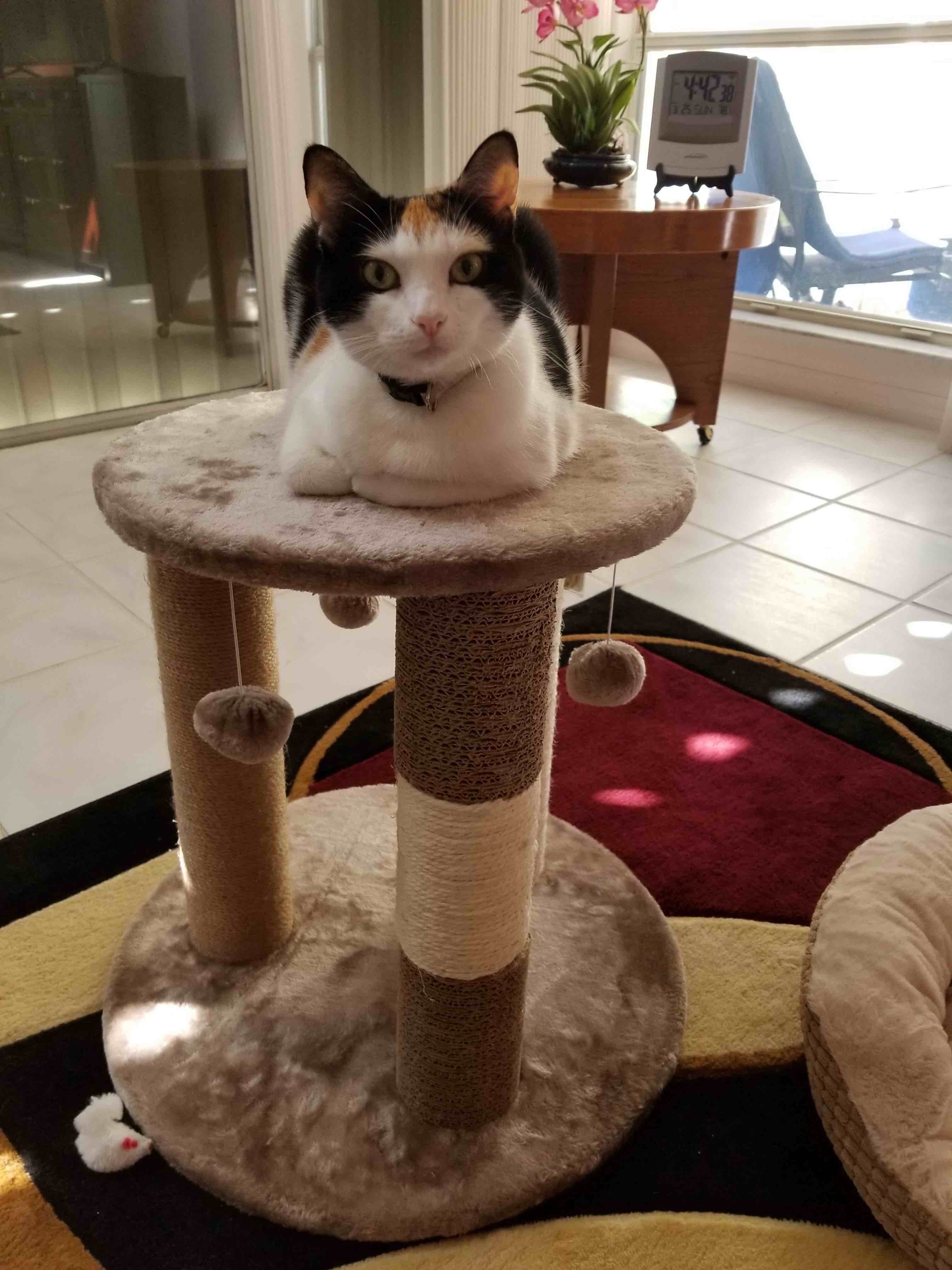Kitty Kritter Sitter's Photo