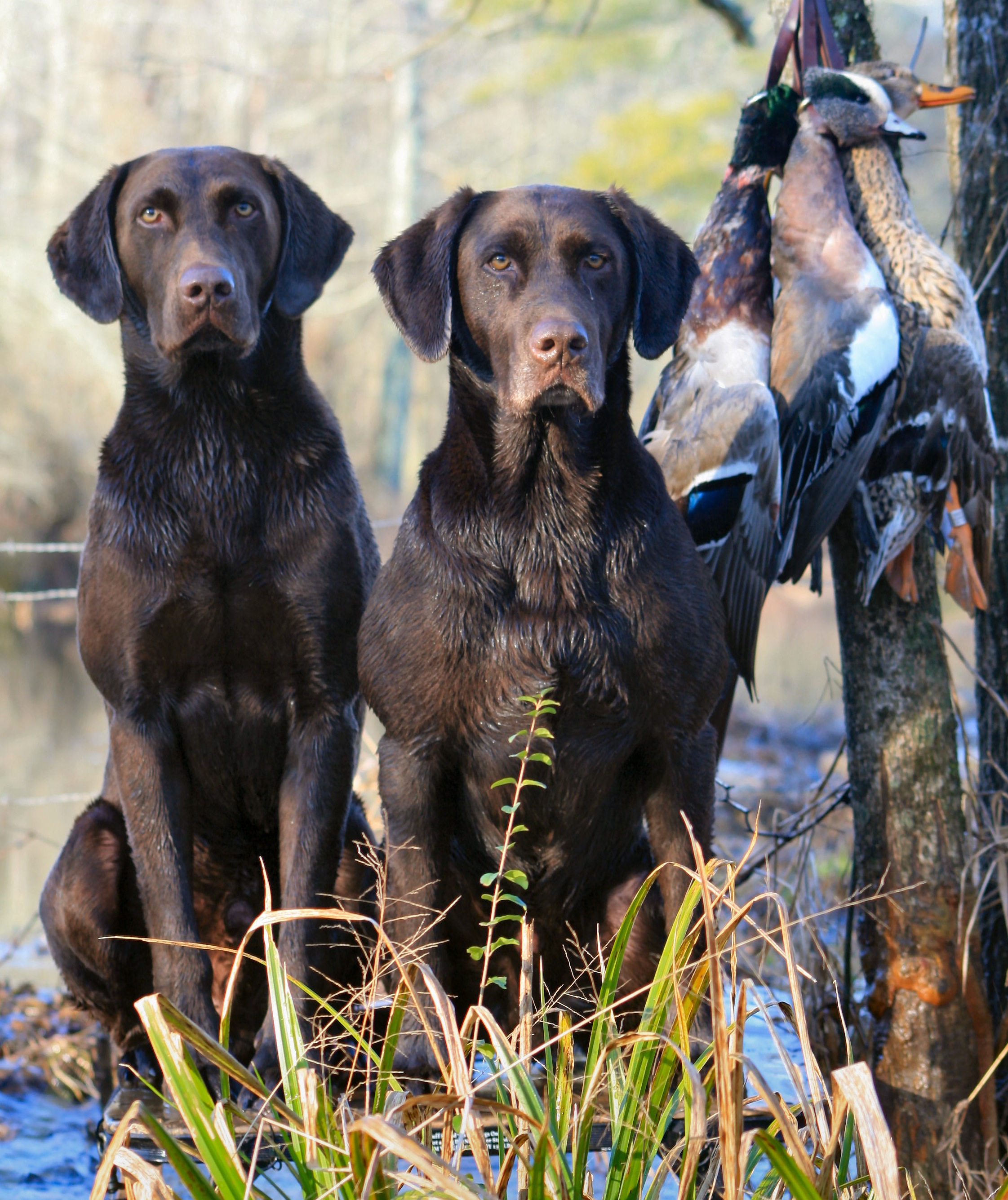 Blowing Springs Kennel of Atlanta LLC's Photo
