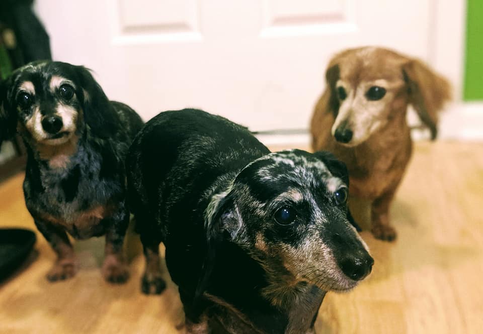 Pawsitively Perfect LLC Dog Grooming's Photo