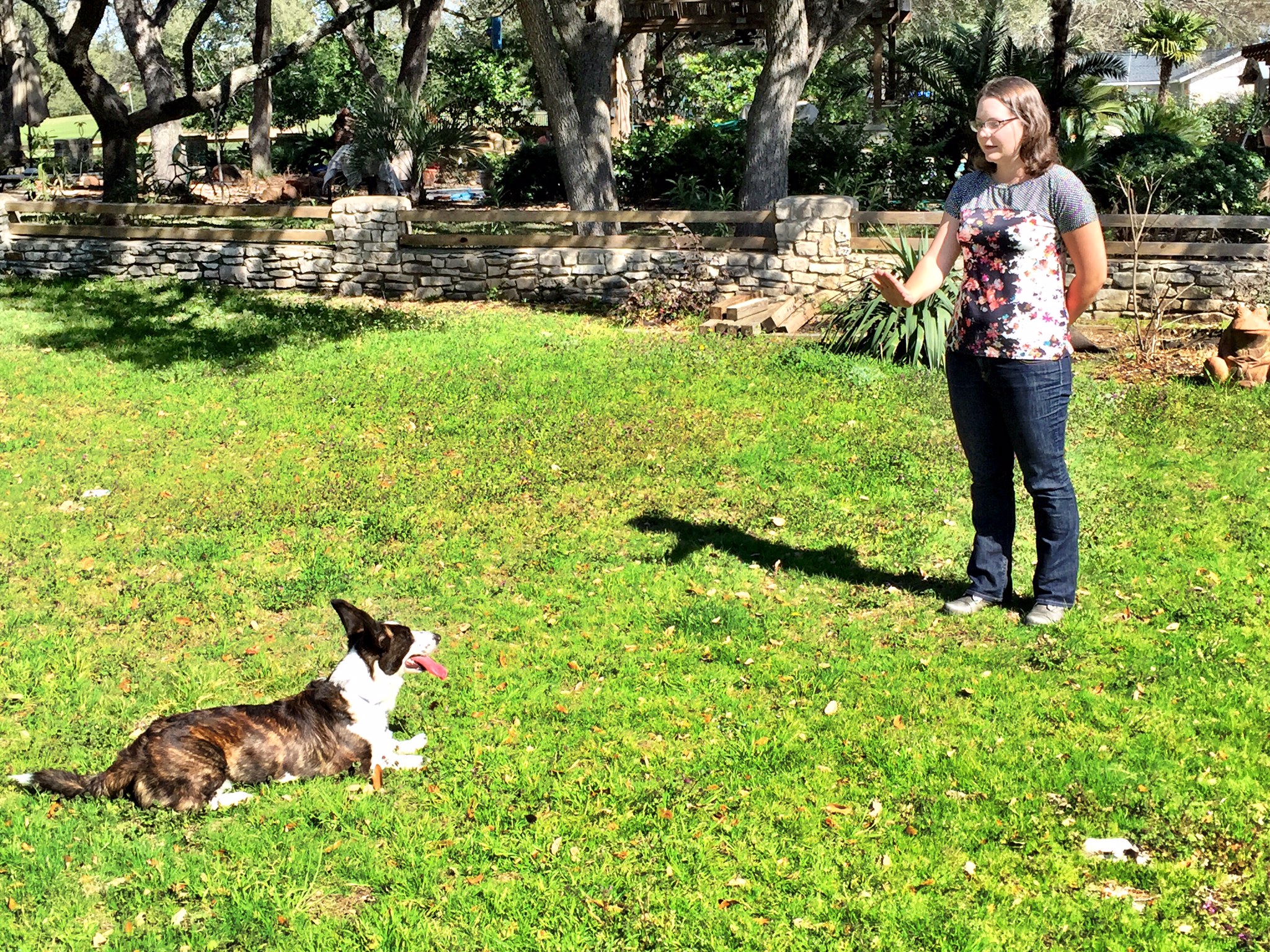 All Positive Dog Training LLC's Photo