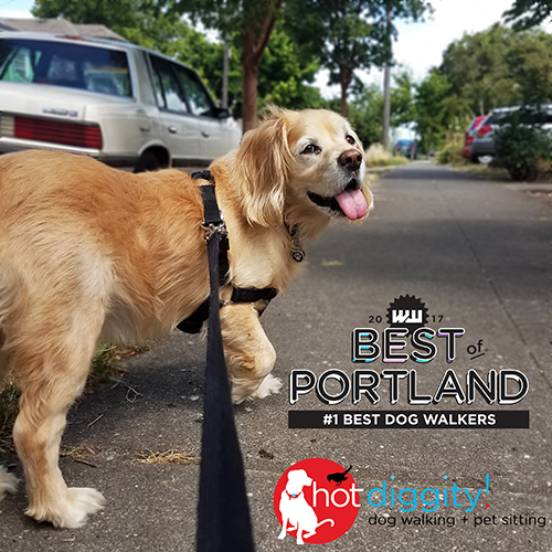 Hot Diggity! Dog Walking + Pet Sitting's Photo