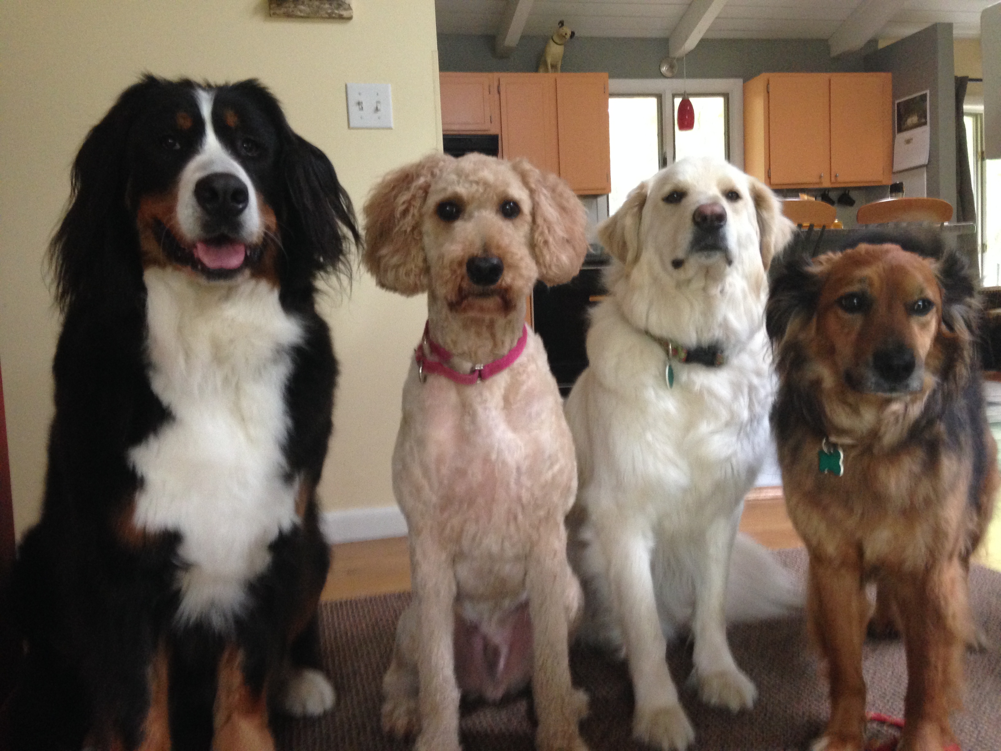 Littlefield Animal Care Pet Sitting's Photo