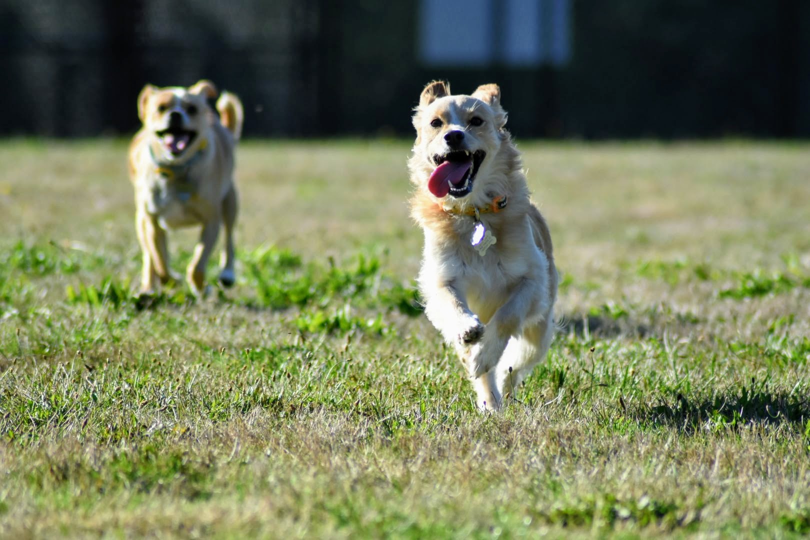 Rainier Pet Care's Photo